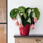 Αυτοποτιζόμενη Γλάστρα Lechuza Classico Scarlet Red High Gloss - Image 2