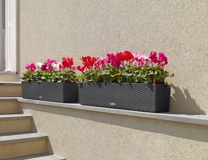 Αυτοποτιζόμενη Γλάστρα Lechuza Balconera Cottage White - Image 15