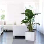 Αυτοποτιζόμενη Γλάστρα Lechuza Canto 40 Low White High Gloss (Y)40x40x40cm - Image 2