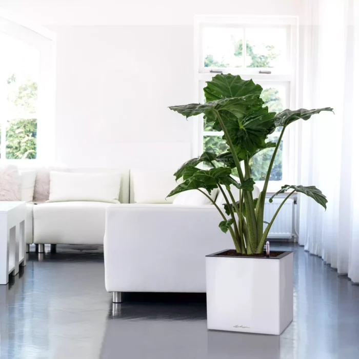 Αυτοποτιζόμενη Γλάστρα Lechuza Canto 40 Low White High Gloss (Y)40x40x40cm - Image 2