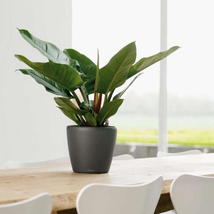 Αυτοποτιζόμενη Γλάστρα Lechuza Classico Charcoal Metallic - Image 2