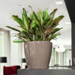 Αυτοποτιζόμενη Γλάστρα Lechuza Classico Taupe High Gloss - Image 2