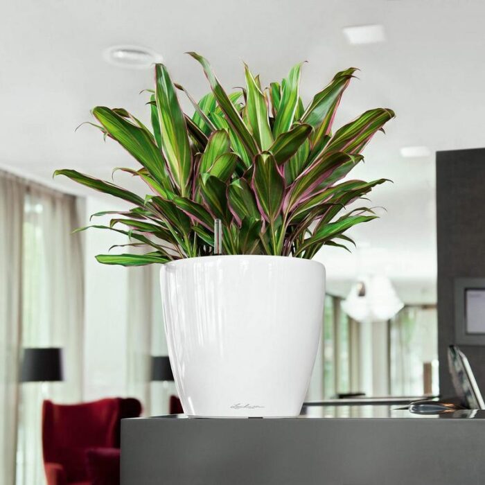 Αυτοποτιζόμενη Γλάστρα Lechuza Classico White High Gloss - Image 5