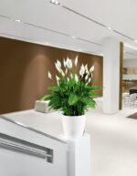 Αυτοποτιζόμενη Γλάστρα Lechuza Classico White High Gloss - Image 4