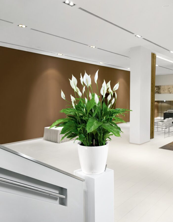 Αυτοποτιζόμενη Γλάστρα Lechuza Classico White High Gloss - Image 4