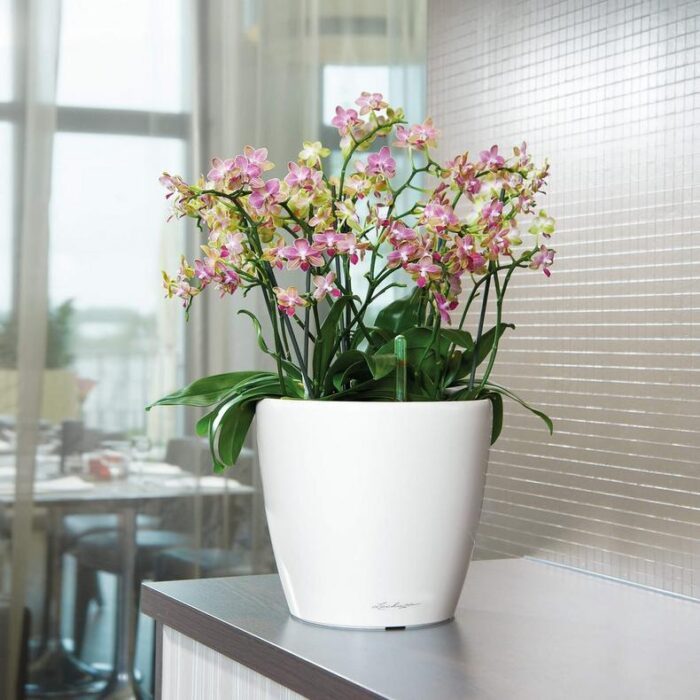 Αυτοποτιζόμενη Γλάστρα Lechuza Classico White High Gloss - Image 2
