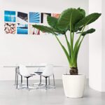 Αυτοποτιζόμενη Γλάστρα Lechuza Classico White High Gloss - Image 6