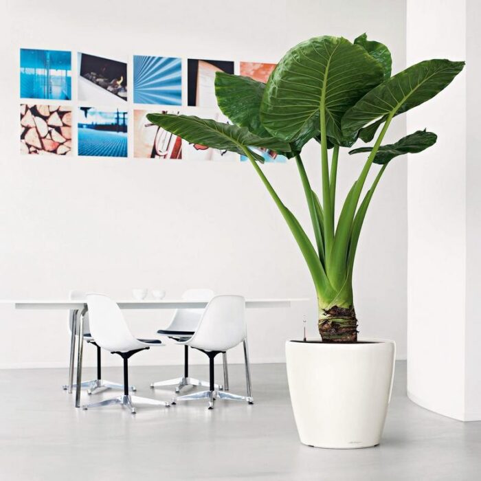 Αυτοποτιζόμενη Γλάστρα Lechuza Classico White High Gloss - Image 6