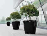 Αυτοποτιζόμενη Γλάστρα Lechuza Classico Black High Gloss - Image 2