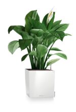 Αυτοποτιζόμενη Γλάστρα Lechuza Cube White High Gloss - Image 3