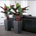 Αυτοποτιζόμενη Γλάστρα Lechuza Cubico Charcoal Metallic - Image 3