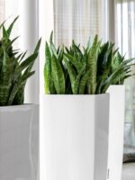 Αυτοποτιζόμενη Γλάστρα Lechuza Cubico Alto WhiteHigh Gloss (Y)105x40x40cm - Image 8