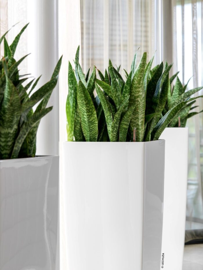 Αυτοποτιζόμενη Γλάστρα Lechuza Cubico Alto WhiteHigh Gloss (Y)105x40x40cm - Image 8