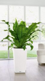 Αυτοποτιζόμενη Γλάστρα Lechuza Cubico Cottage White - Image 3