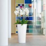 Αυτοποτιζόμενη Γλάστρα Lechuza Delta White High Gloss - Image 6