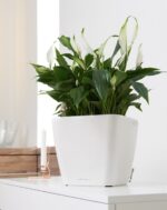 Αυτοποτιζόμενη Γλάστρα Lechuza Quadro White High Gloss - Image 4