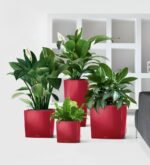 Αυτοποτιζόμενη Γλάστρα Lechuza Cube Red High Gloss - Image 2