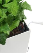 Αυτοποτιζόμενη Γλάστρα Lechuza Cubico White High Gloss - Image 10