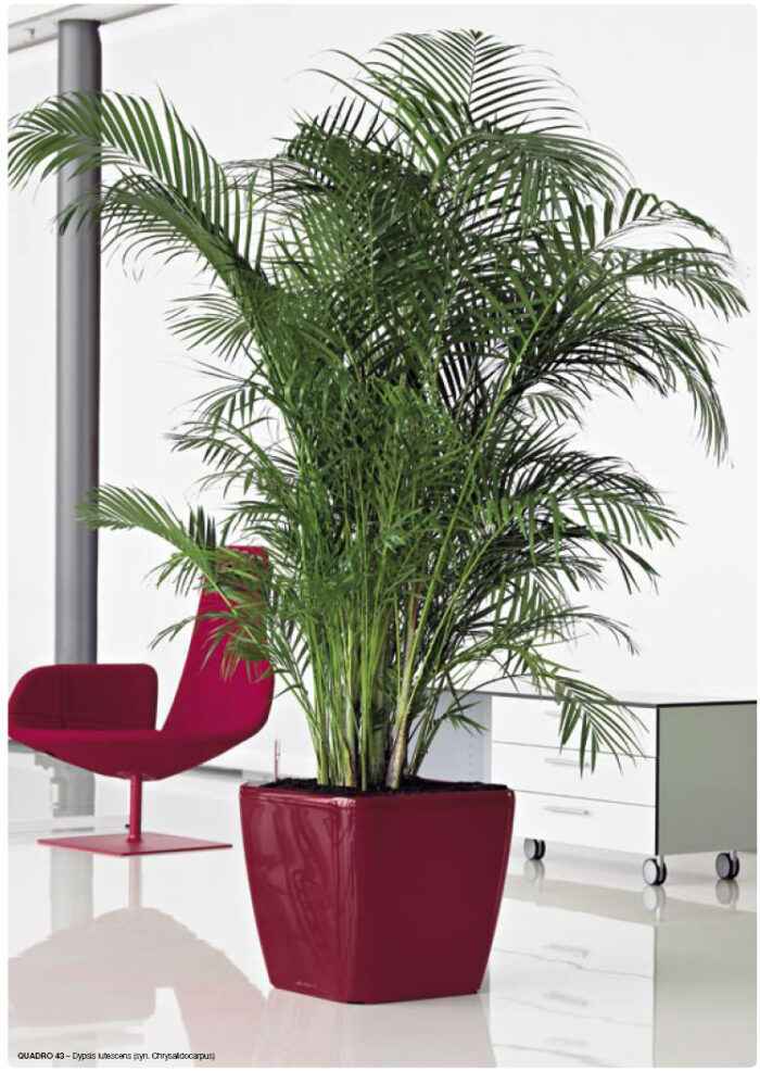 Αυτοποτιζόμενη Γλάστρα Lechuza Quadro Red High Gloss - Image 12