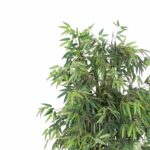 Τεχνητό Μπαμπού Tallgrass Διαχωριστικό Πράσινο 200 εκ. - Image 2