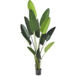 Μπανανιά 235cm