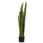 Σανσεβιέρια 115cm - 30 φύλλα