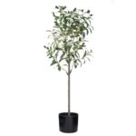 Ελιά 90cm